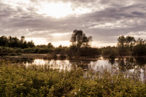 Sunny Cloudy Evening And Pond With Plants.