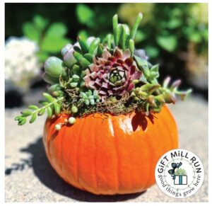 Succulent Pumpkin Workshop edit
