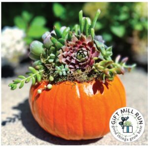 Succulent Pumpkin Workshop edit